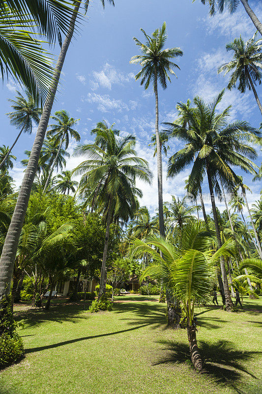 热带棕榈树，Railay海滩，泰国
