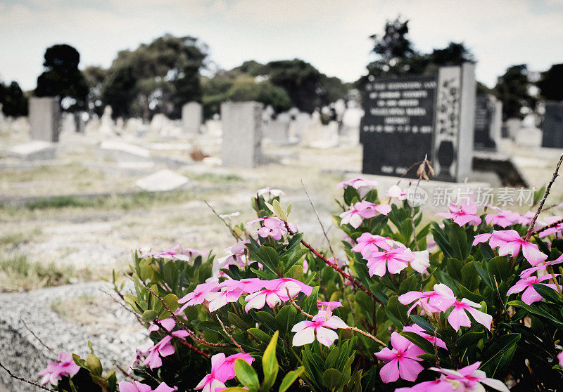 凤仙花生长在破旧的墓地