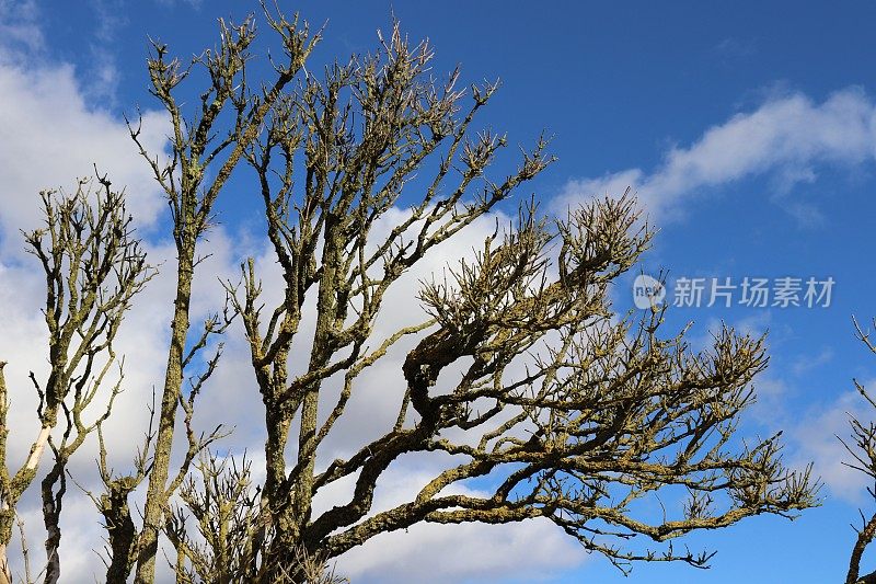 蓝天下树木的低角度视图