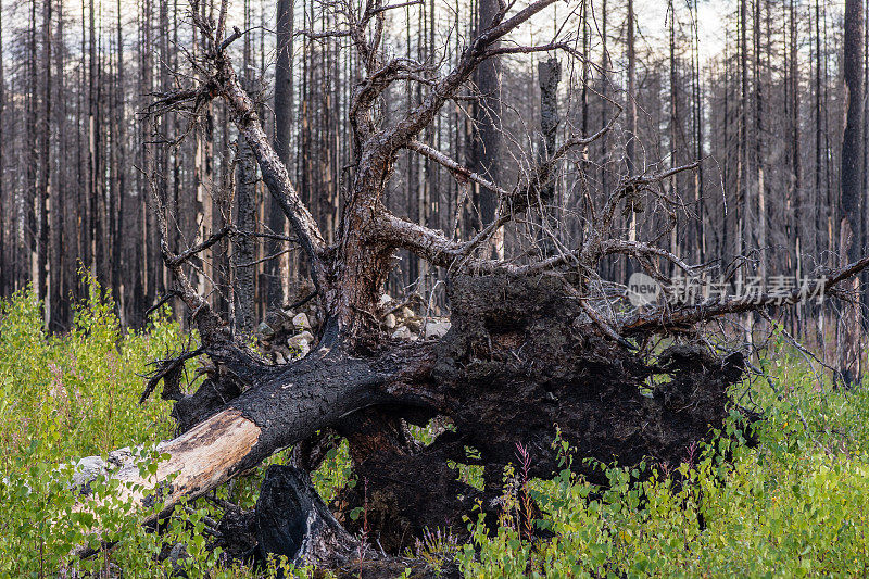 被大火烧毁的森林中的一棵被连根拔起的冷杉