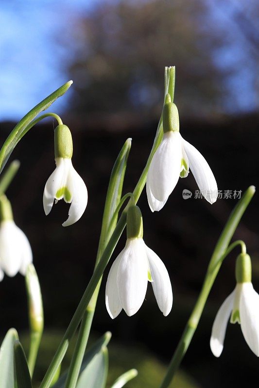 雪花莲在树林里