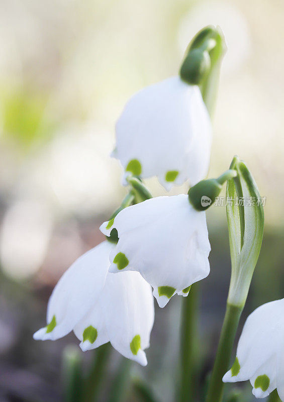 雪花