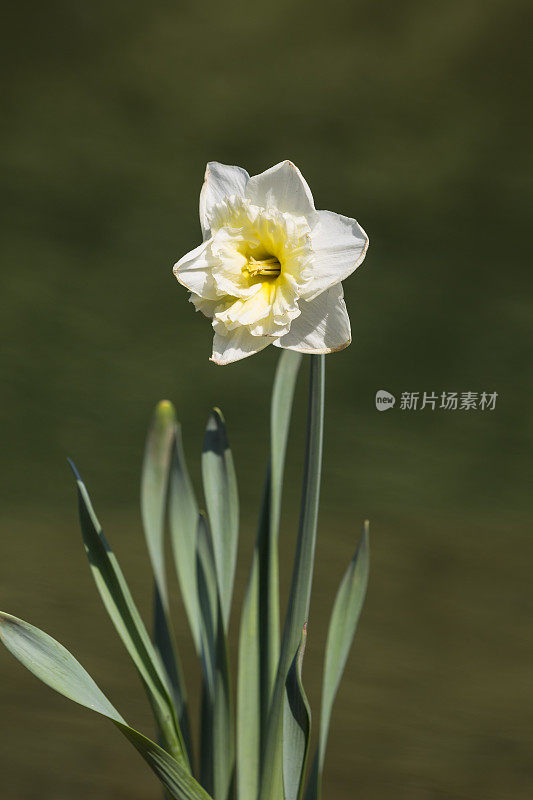 河边的水仙花。