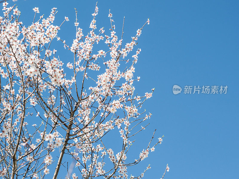 带花的杏树早午餐