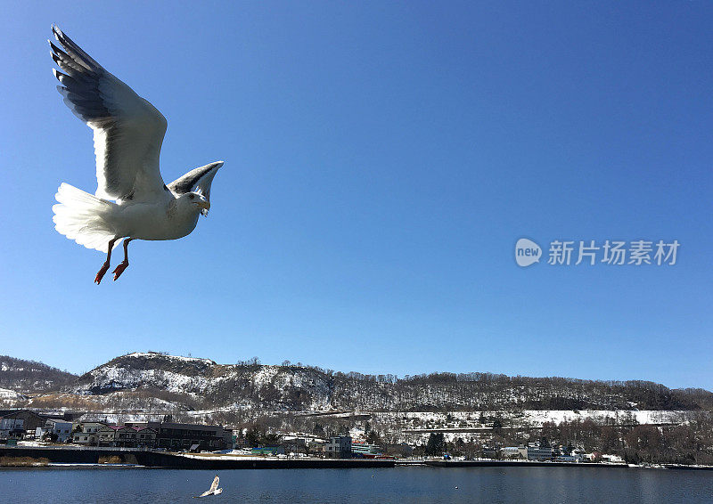 海鸥张开翅膀在蓝色的海面上飞翔和降落。