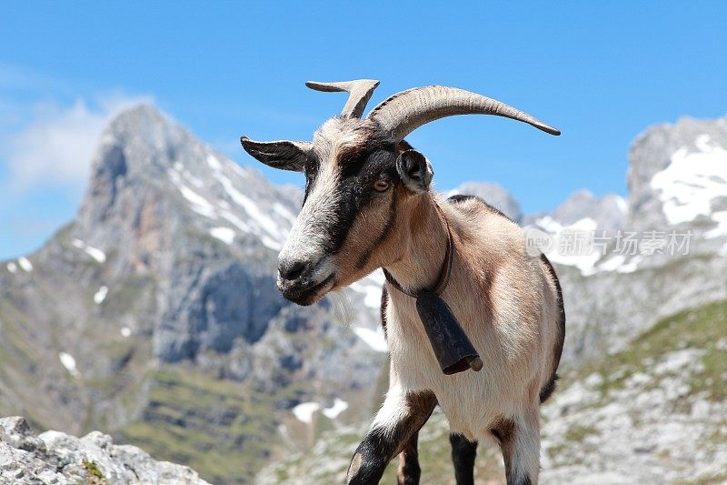 西班牙欧罗巴山的山羊