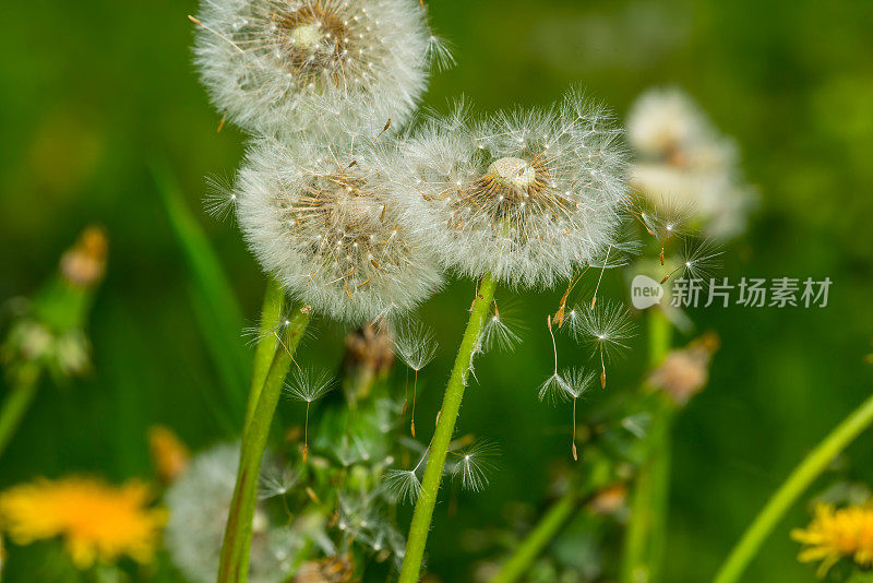 草地上的蒲公英