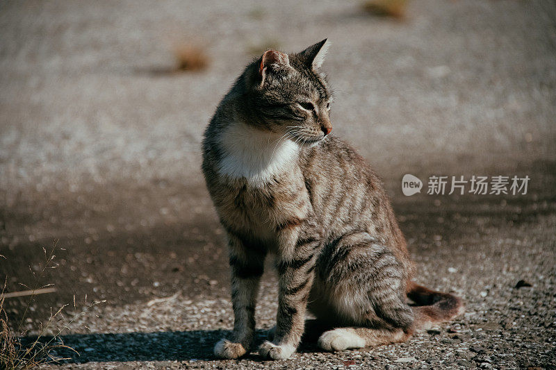 可爱的小猫猫肖像