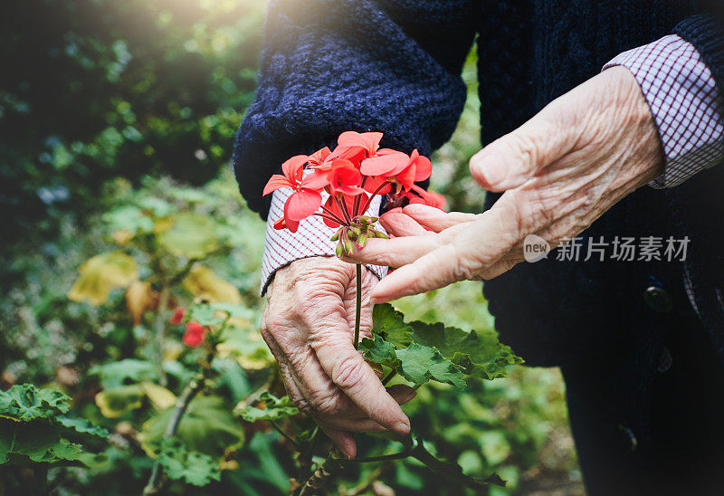 布满皱纹的女性双手捧着盛开的天竺葵