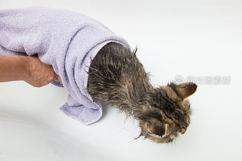 可爱的西伯利亚猫洗澡时间到了