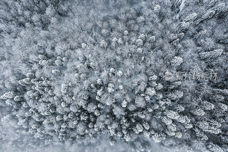 美丽宁静的森林景观与常绿树木覆盖在雪在冬天由无人机拍摄