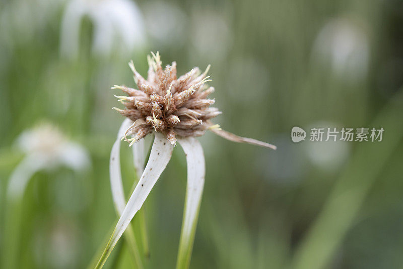 斯达拉什白顶“莎草科”