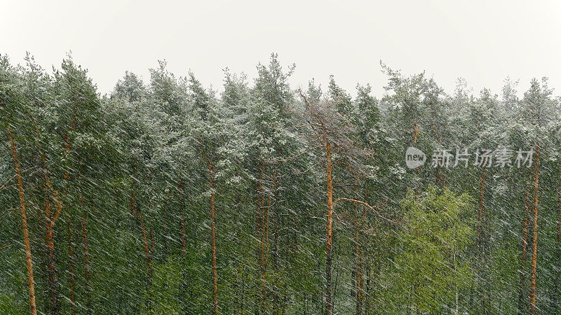 雪暴风雪在松林。UltraHD资料片