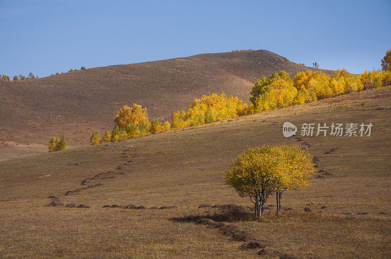 秋天，内蒙古草原上的金桦林