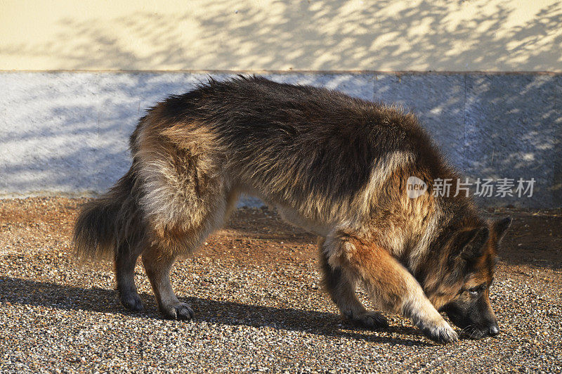 猎狼犬