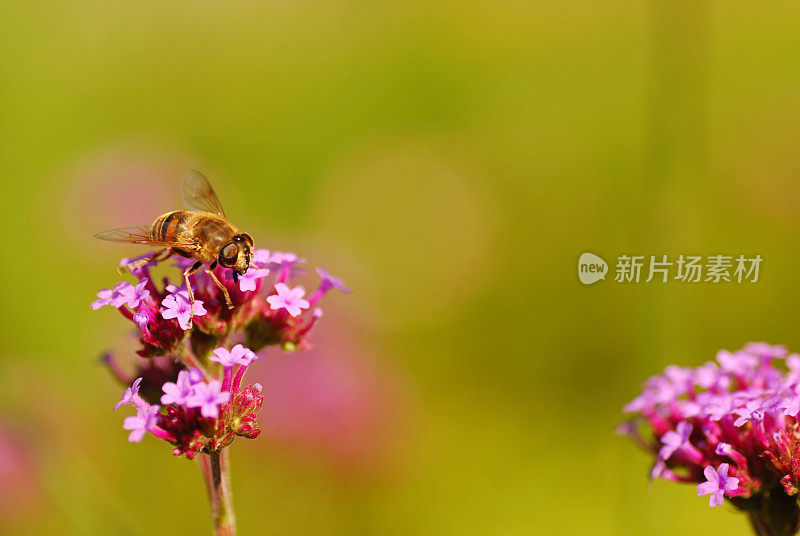 蜜蜂在巴西马鞭草上。