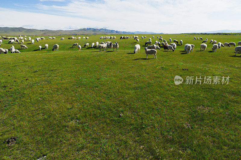 羊在蒙古