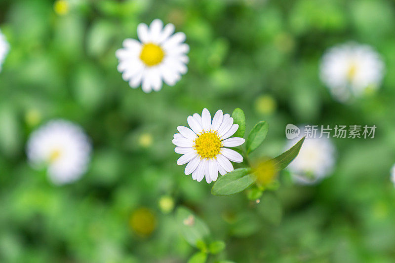近仰视图白色雏菊花在绿色的花园