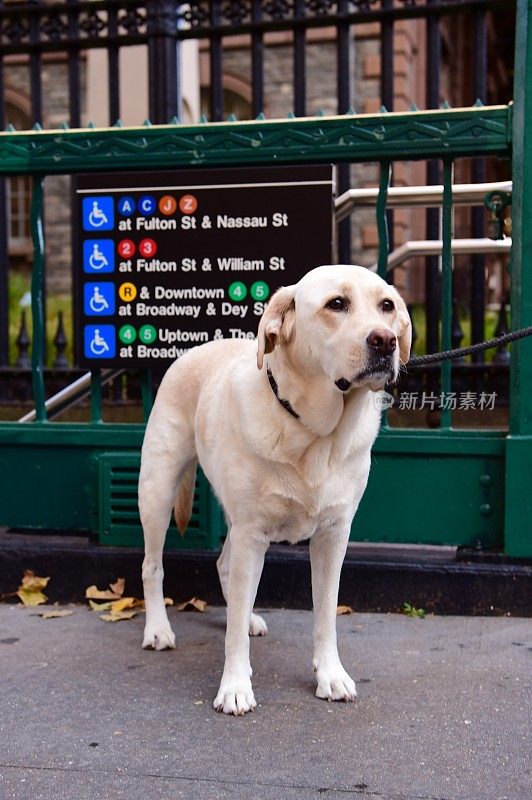 纽约赛百味的拉布拉多寻回犬