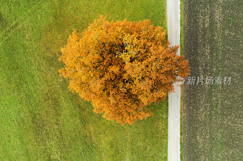 鸟瞰图的秋天树和乡村道路