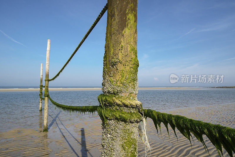 瓦登海的木桩