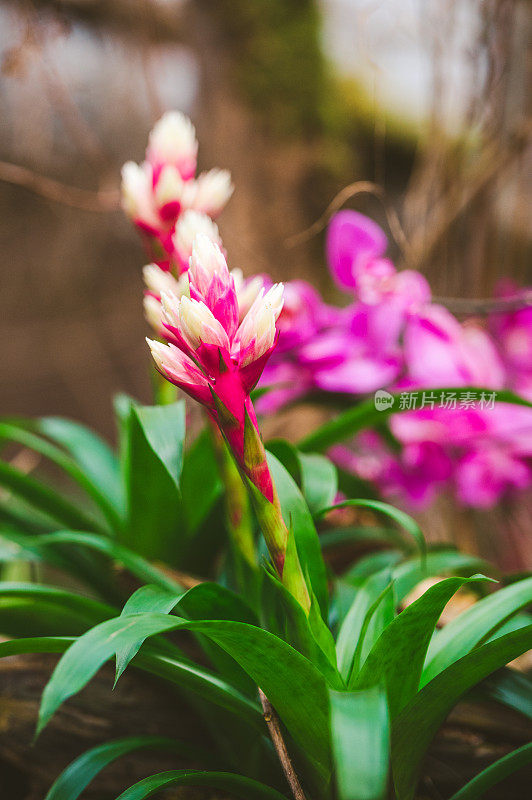 粉红色开花植物特写镜头