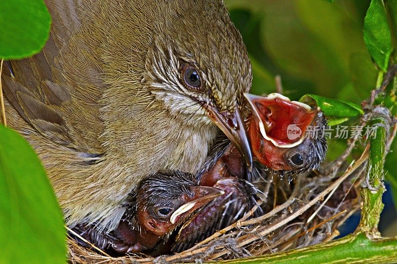 鸟在巢中孵化雏鸟。