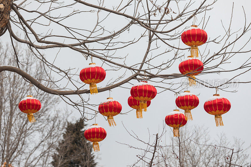 红色的中国灯笼挂在树枝上