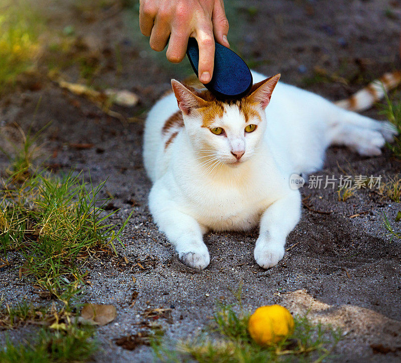 放松的猫正在梳理