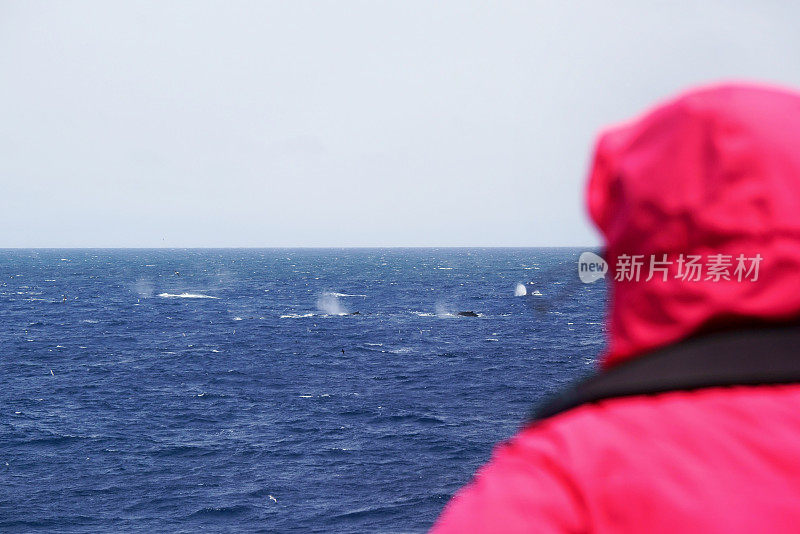 游客在南极天堂湾观看浮在水面的座头鲸