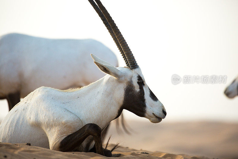 迪拜:阿拉伯大羚羊