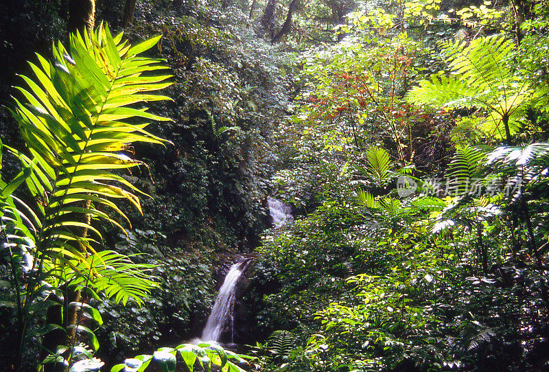 小瀑布树蕨类和茂盛的植被在云雾森林哥斯达黎加