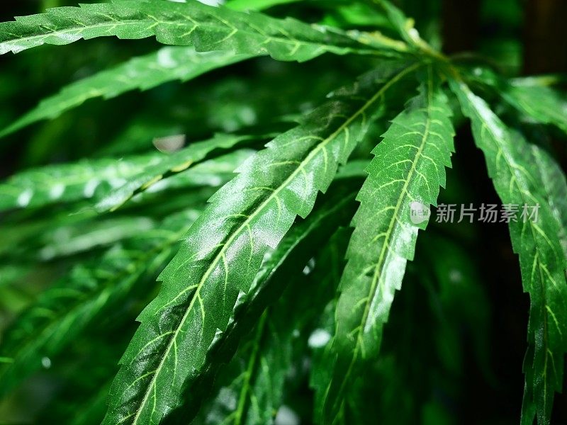 人造大麻树正在生长