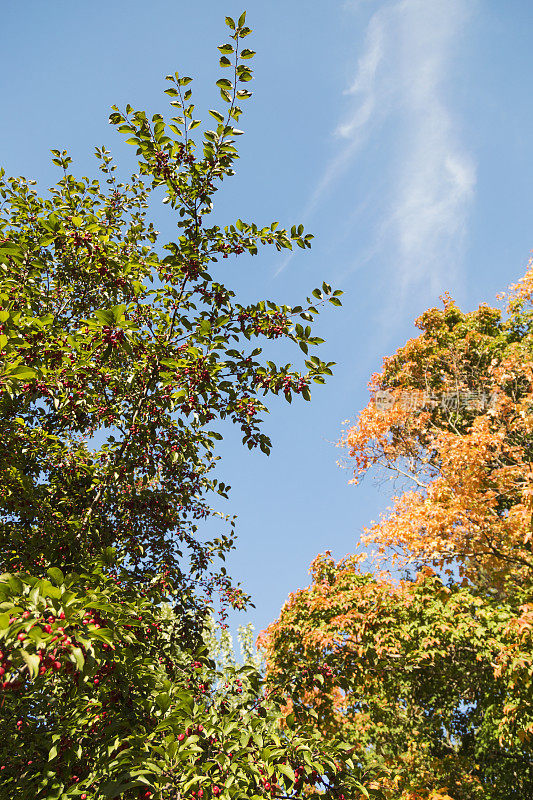秋天有红色浆果的山楂树