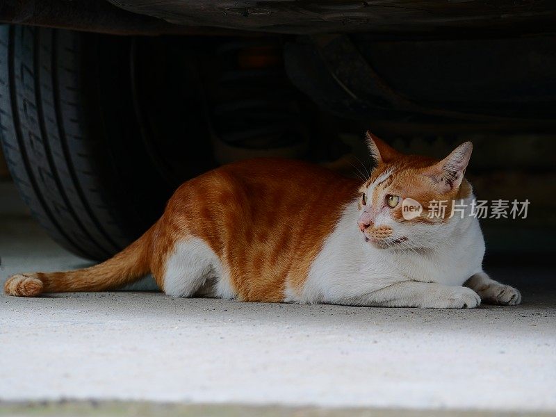 猫睡在灰色的床垫上