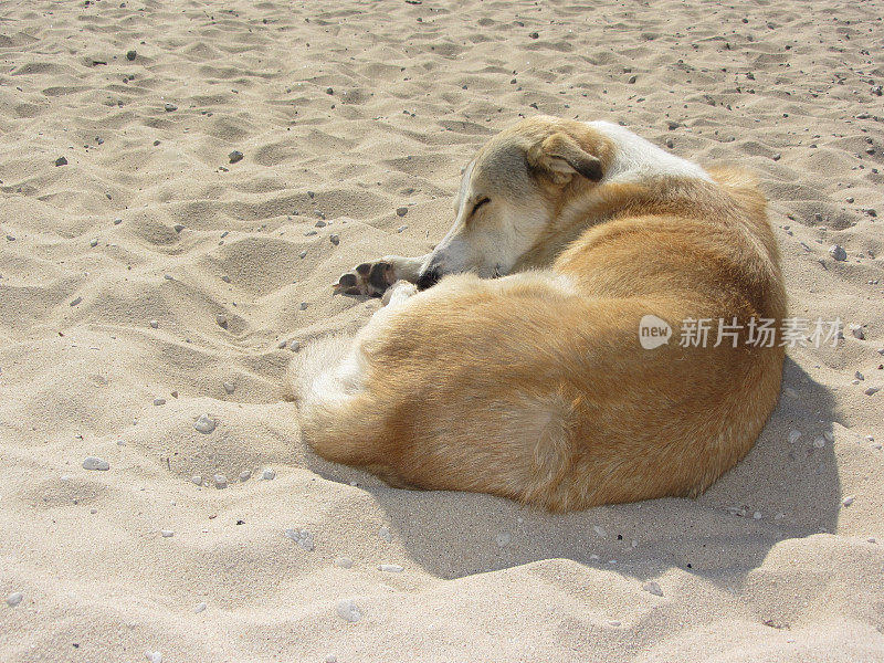 在海滩上睡觉的狗