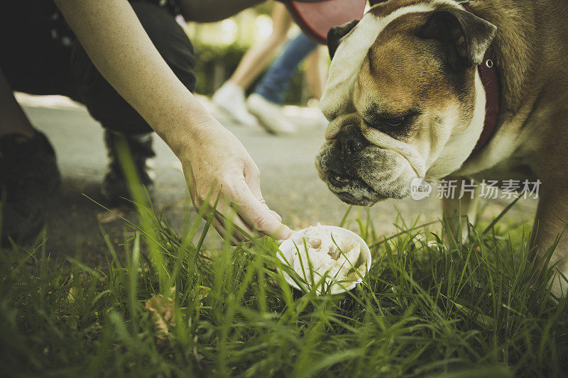 斗牛犬吃冰淇淋