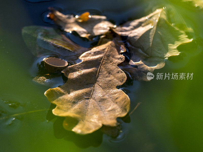 秋色的干橡树叶漂浮在水上