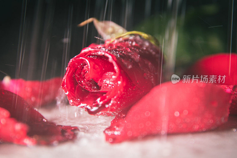 雨滴落在玫瑰上