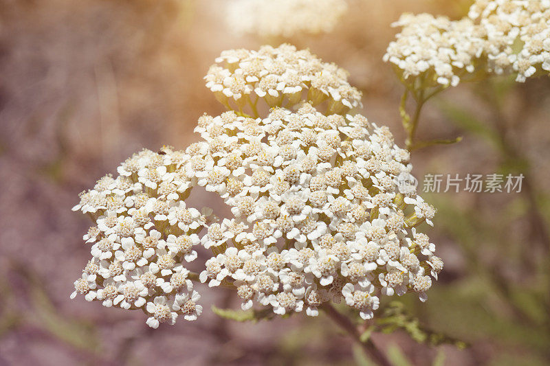 点缀着小白花。在夏季森林的绿草背景上，微距照片。大自然季节性的背景，小白花在绿色的背景上。