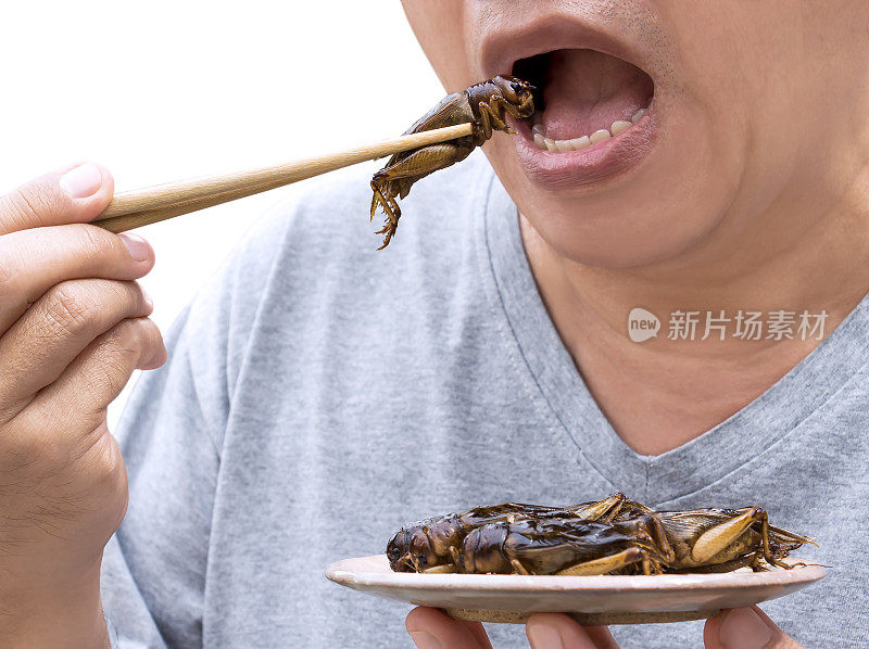 食虫:人在筷子上吃蟋蟀虫。蟋蟀油炸酥脆的食物作为小吃吃，它是很好的蛋白质食用来源和美味的未来食物。昆虫学的知识概念。