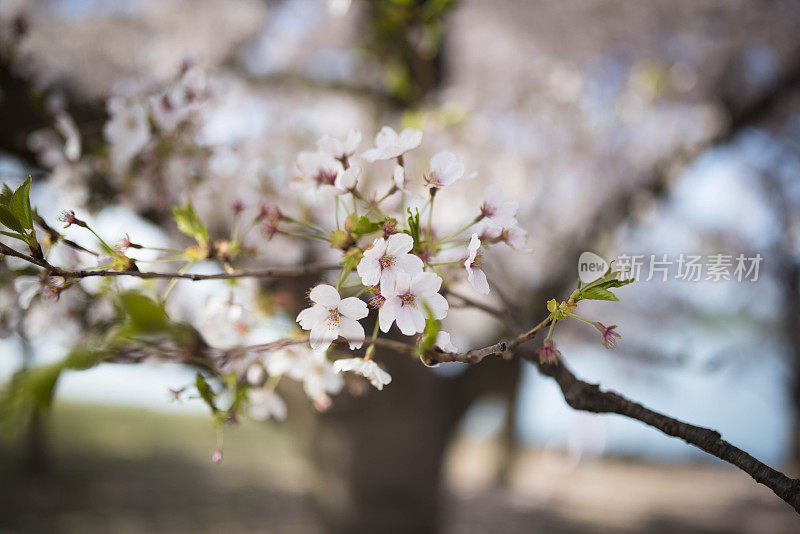 樱花