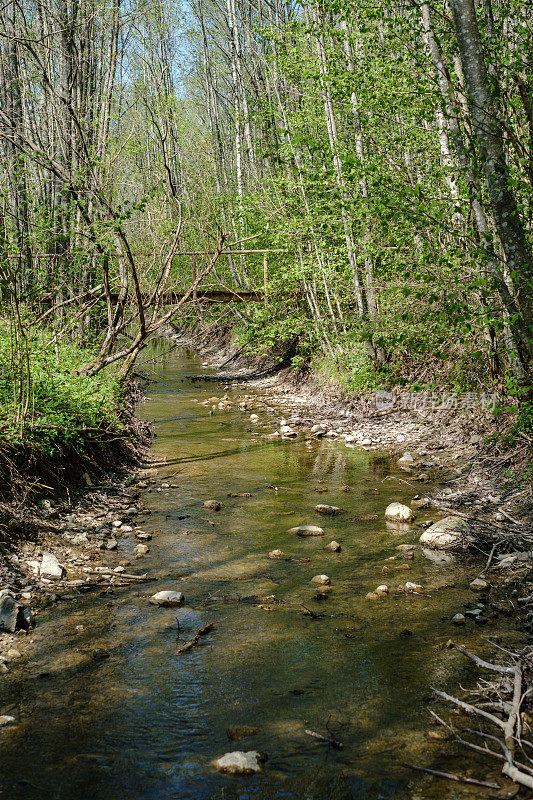 低水位森林中岩石覆盖的河床