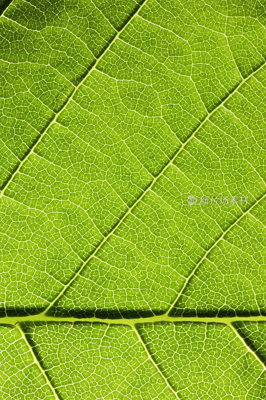 结构绿色叶子纹理背景的特写