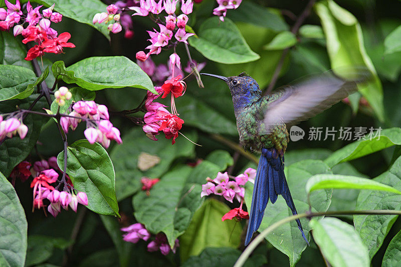 蜂鸟（欧佩托梅纳宏乌拉）