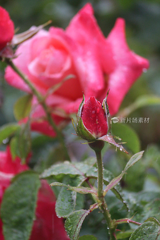 鲜花红玫瑰与水滴生长在花园雨露，芳香的红玫瑰灌木花蕾，花瓣与模糊的园艺背景，浪漫的束玫瑰花瓶，情人节，插花，婚礼花束