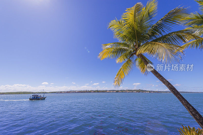 塞古罗港，阿尤达-巴西东北部巴伊亚的棕榈树海滩
