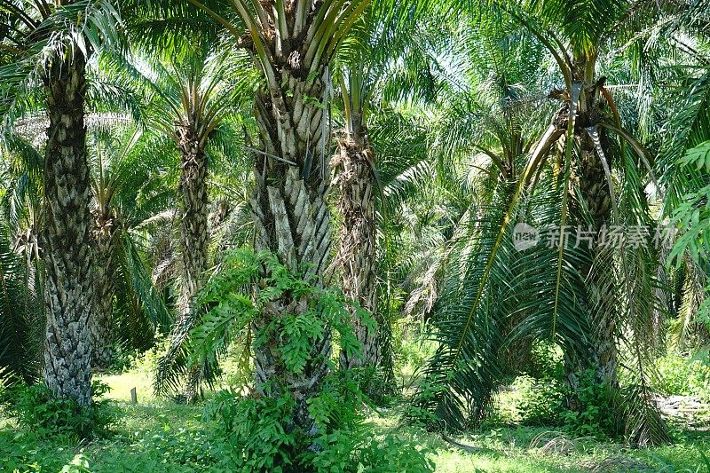 棕榈油种植园