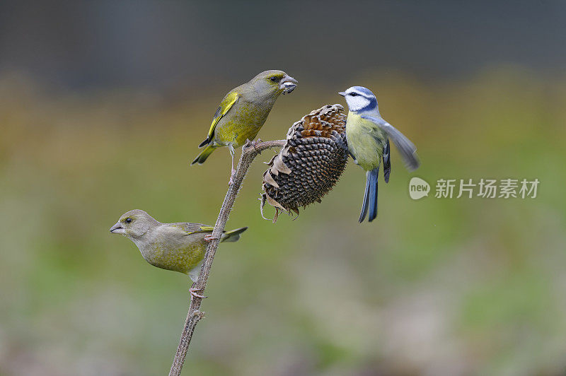 绿雀和蓝山雀