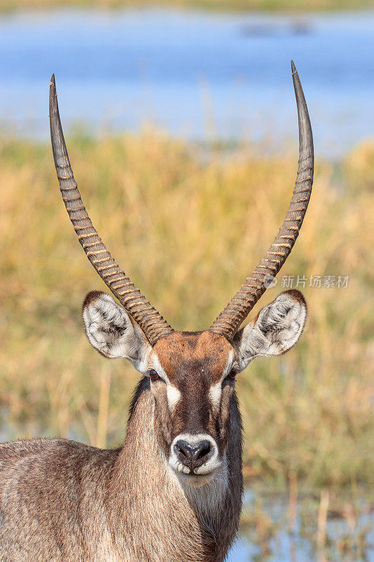 非洲博茨瓦纳奥卡万戈三角洲的水羚